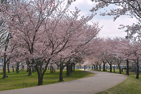 木場潟公園の桜