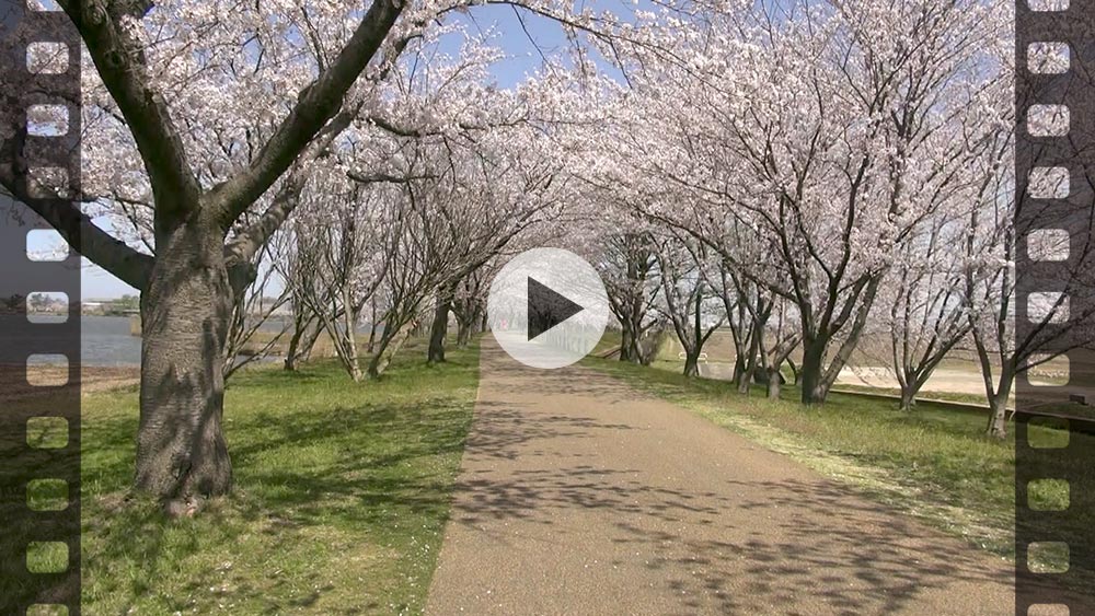 桜ビデオ